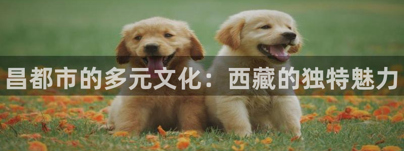 泰达娱乐注册网站：昌都市的多元文化：西藏的独特魅力
